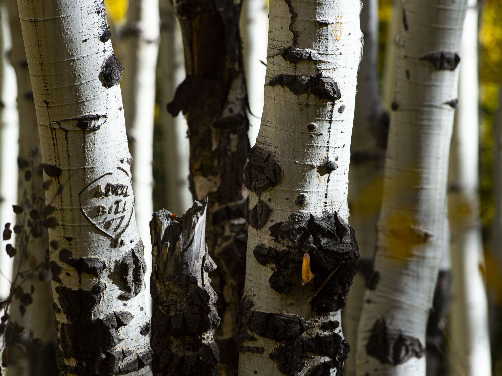 09_29_20 aspens0226.jpg